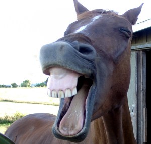 laughing-horselaughing-chad-grayot-blog